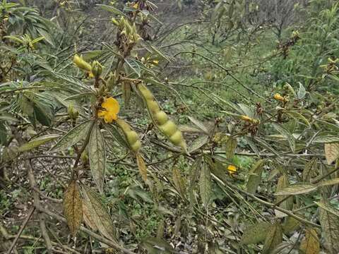 Sungut樹豆是部落常見的作物及美食